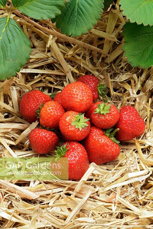 Strawberry - Fragaria x ananassa 'Sonata' 