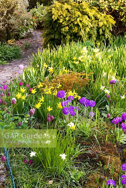 Small pond near the house surrounded by spring flowers including drumstick primulas, Primula denticulata, Scilla sibirica, Fritillaria meleagris and narcissi with mix of deciduous and evergreen shrubs clothing the slope beyond. Chiffchaffs, nr Bourton, Dorset, UK