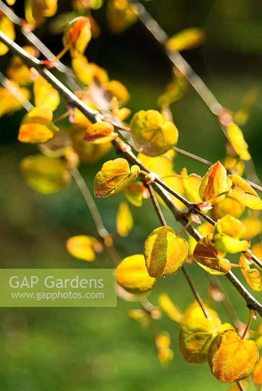 Cercidiphyllum japonicum f. pendulum - Katsura Tree. Marwood Hill Gardens, Barnstaple, Devon, UK
