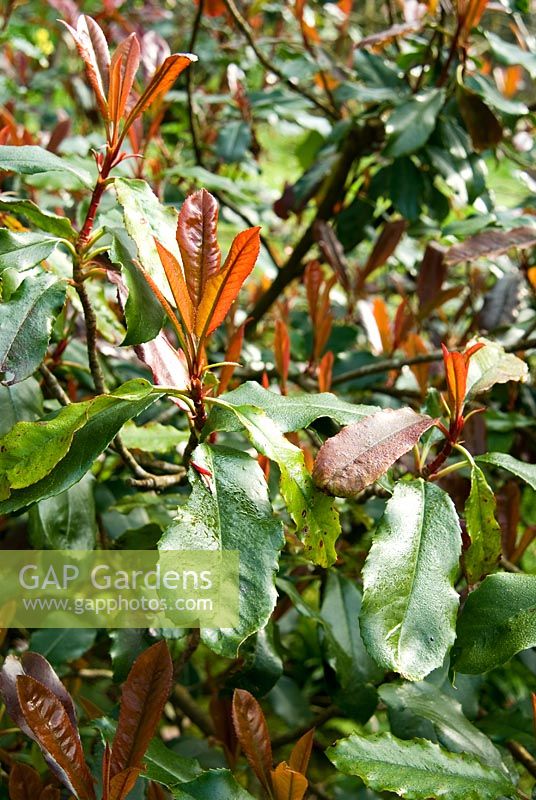 Photinia serratifolia. Marwood Hill Gardens, Barnstaple, Devon, UK
