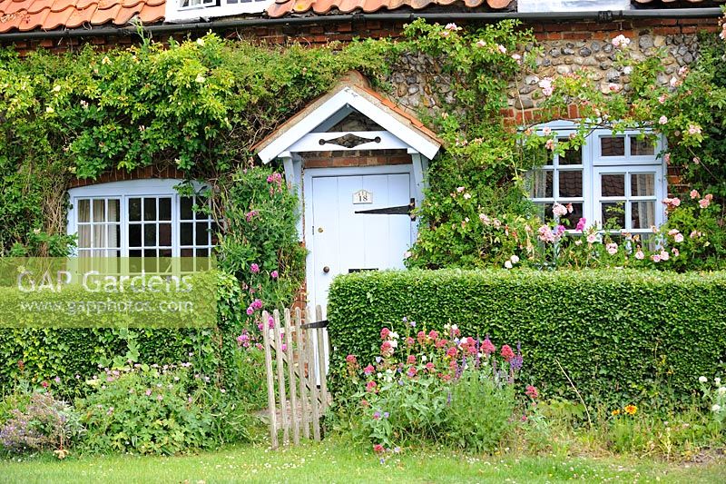 Small flint country cottage with climbing Rosa and cottage garden flowers, Norfolk, England, June