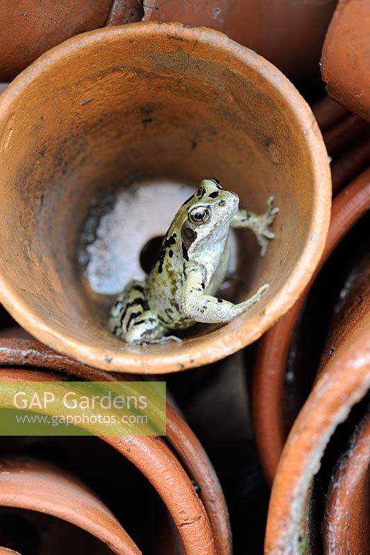 Beneficial garden wildlife - Rana temporaria - Common Frog, hunting for insects from flower pot under greehouse staging, UK, June
