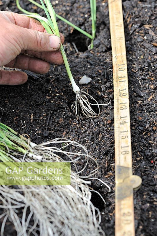 Planting Allium - Leeks.  Gardener planting plants in to dibbled holes, Norfolk, England, June