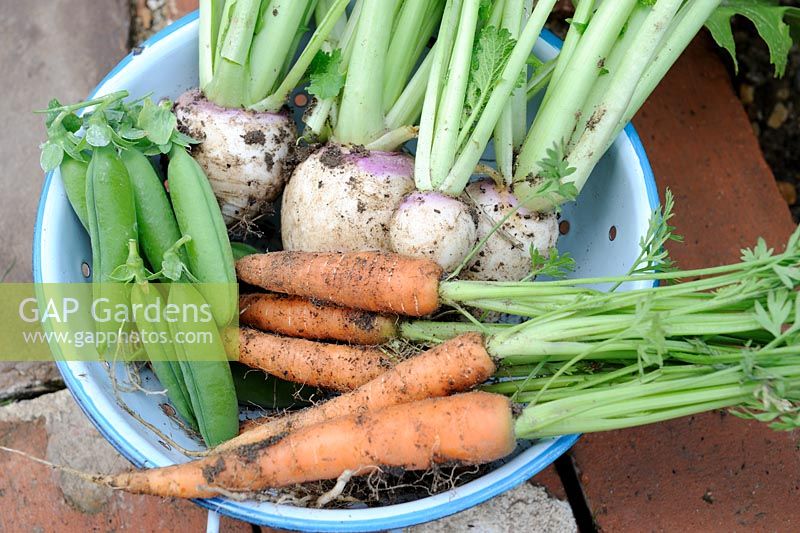 Colander with small harvest of early summer crops - White Turnip, Peas and Carrots, Norfolk, England, June