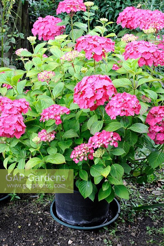 Pot grown Hydrangeas with water retaining trays under pots, situated in large garden shrubbery, Norfolk, England, July