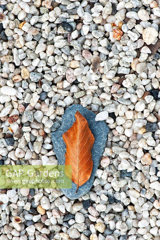 Autumn leaf on stone in gravel abstract