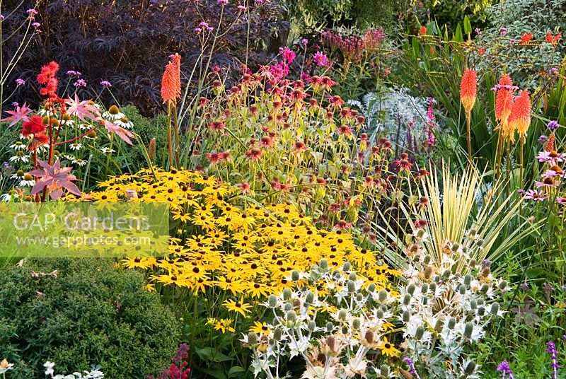 Sunken garden includes a vibrant mix of colourful perennials including Rudbeckias, Eryngiums, Kniphofias, Crocosmias and Echinaceas. Poppy Cottage Garden, Roseland Peninsula, Cornwall, UK