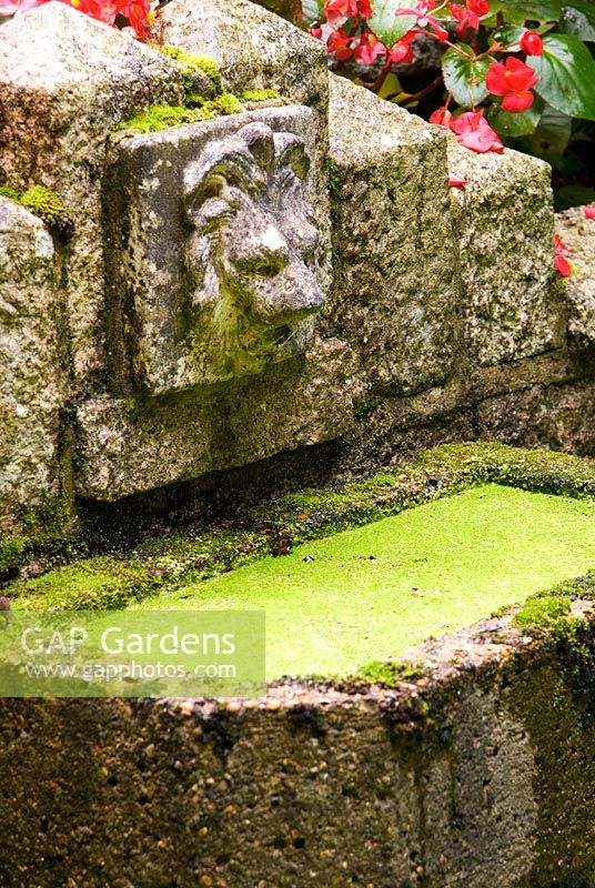 Lion's head spout empties into small pond covered with emerald duck weed. The Secret Garden at Serles House, Wimborne, Dorset, UK