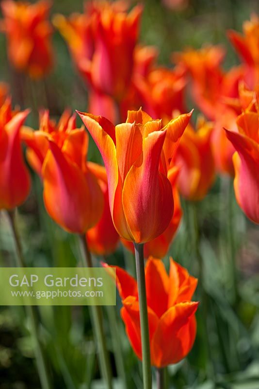 Tulipa 'Ballerina' - Lily flowered Tulip