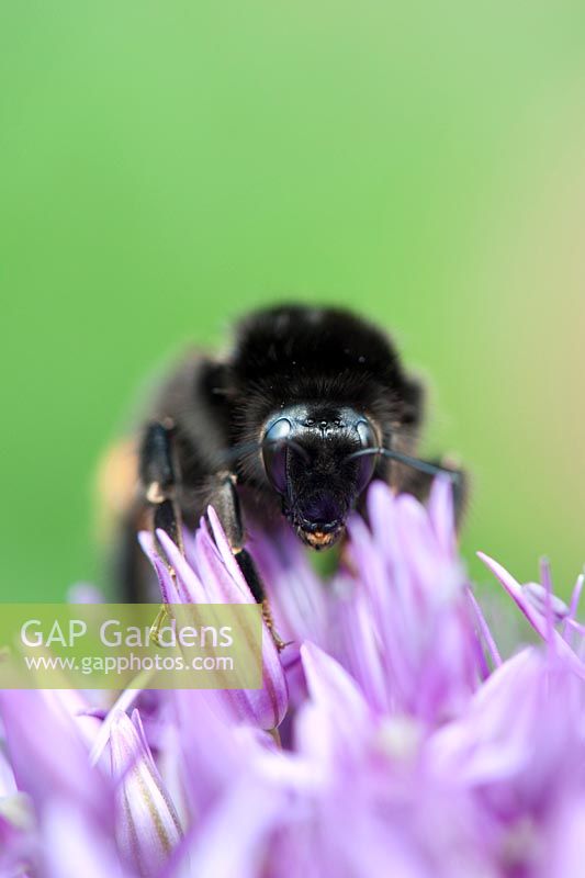 Bombus lucorum - Bumble bee feeding on Allium hollandicum 'Purple Sensation' flower