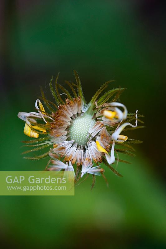 Doronicum Caucasicum 'Finesse' flower seeds - Leopards Bane