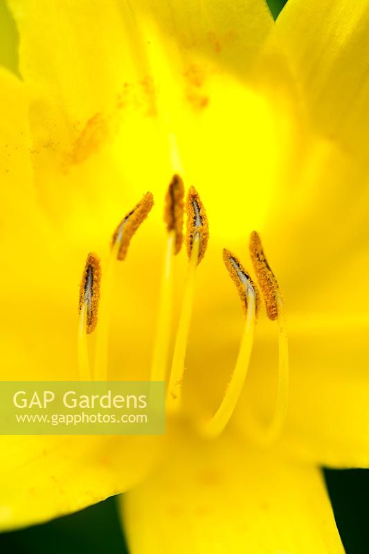 Hemerocallis lilioasphodelus - Lemon Day lily. Stamen showing pollen on anthers