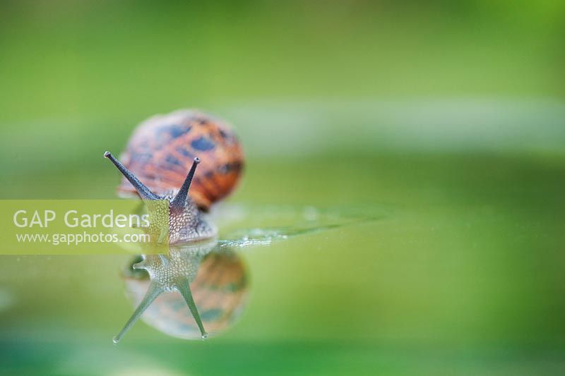 Helix aspersa - Garden Snail crawling on pane of greenhouse glass