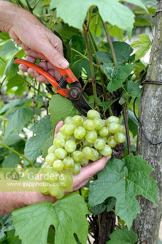 Harvesting grapes - Vitis