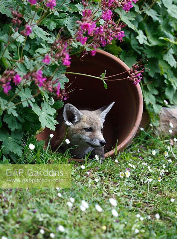 Vulpes vulpes. Fox cub resting in plant pot