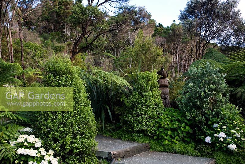 Metrosideros excelsa 'Vibrance'- Pohutukawa,  Hydrangea macrophylla 'Bridal Bouquet', Cyathea dealbata, Pittosporum 'Mountain Green' in border