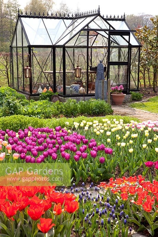 Greenhouse with tulip planting
