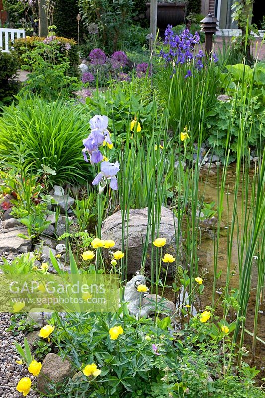 Marginal planting next to pond of Iris sibirica, Allium 'Purple Sensation', Alchemilla mollis, Iris barbata, Trollius 'Lemon Queen and Iris pseudacorus