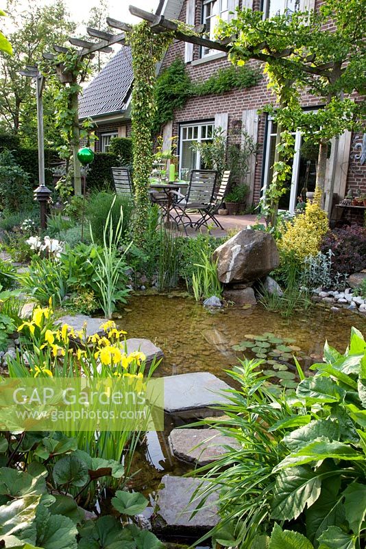 Pond in country garden with stepping stone bridge and planting of Iris pseudacorus, Ligularia dentata in foreground. Hedera - Ivy and Vitis vinifera - Grape Vine growing on pergola over patio
