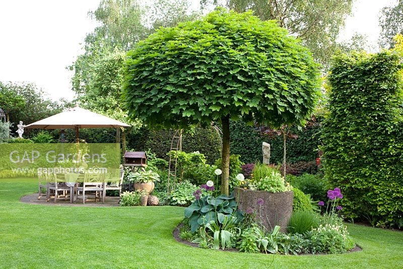 Country garden with patio. Clipped Acer platanoides 'Globosum' - Norway Maple tree in island bed and Carpinus betulus - Hornbeam hedge