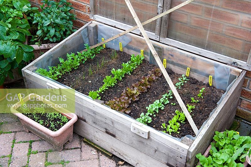 Salads in cold frame - Japanese Greens,  Bunching Onions, Lakeland Lettuce, Lollo Rosso, American Cress and Radicchio - Millpool garden