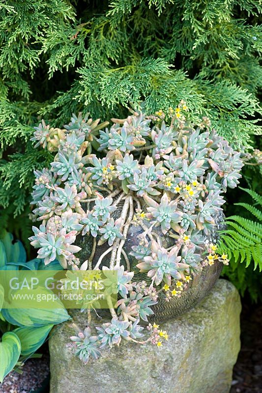 Pachyveria Glauca in pot by Gordon Cooke - Millpool garden.