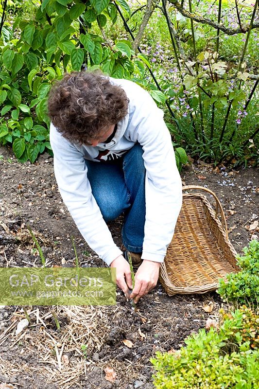 Gardener cutting Asparagus 