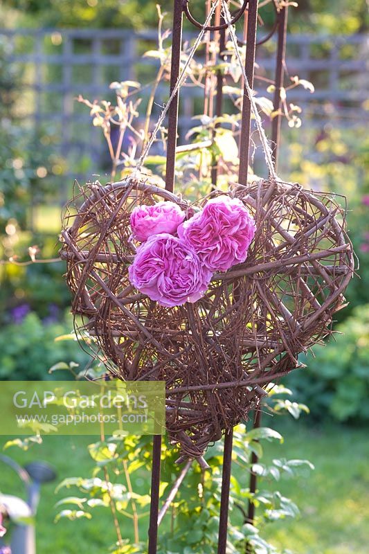 Pink Rosa 'Louise Odier' - Roses displayed on hanging rustic heart
