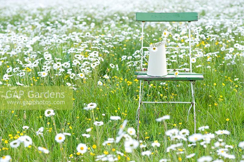 Meadow of Leucanthemum vulgare with chair and jug