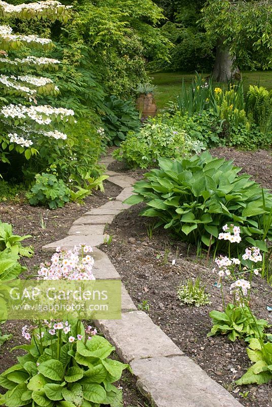 Primula japonica 'Postford White', Viburnum and Hosta by winding stone slab path at The Old Parsonage, Arley, Cheshire. The garden is open for The National Garden Scheme.