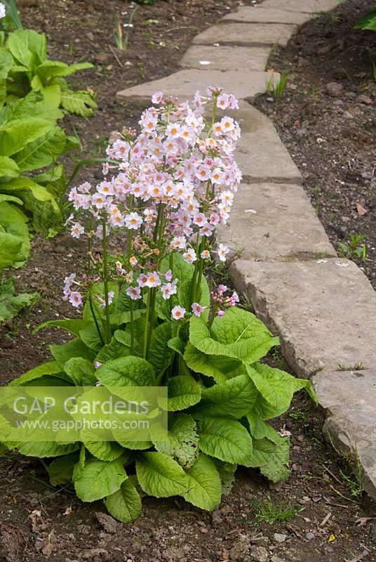 Primula japonica 'Postford White' by slab path at The Old Parsonage, Arley, Cheshire. The garden is open for The National Garden Scheme.