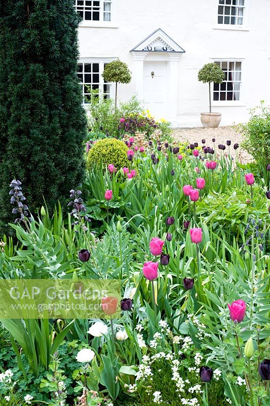 Spring border in front garden inc Tulipa 'Barcelona', T. 'Queen of the Night' and Fritillaria persica - Ulting Wick, Essex NGS UK
