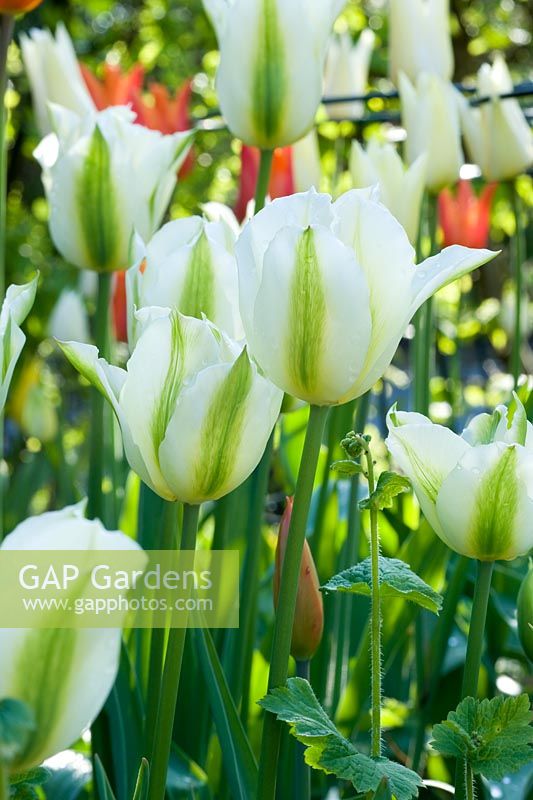 Tulipa 'Spring Green' - Ulting Wick, Essex NGS UK