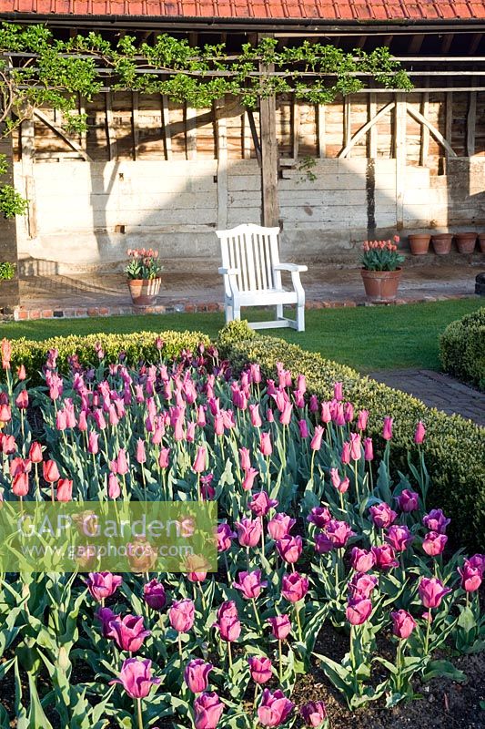 Beds of Tulips in cutting garden, including Tulipa 'Van Der Neer' and pink T. 'Mariette' - Ulting Wick, Essex NGS UK