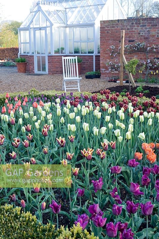 Beds of Tulips in cutting garden, including Tulipa 'Passionale', 'Gavota', 'Spring Green' - Ulting Wick, Essex NGS UK