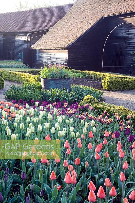 Tulips in cutting garden, varieties include Tulipa 'Orange Sun', 'Spring Green', 'Gavota' and 'Negrita' - Ulting Wick Essex NGS