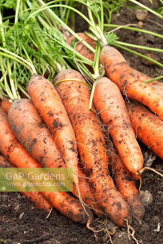 Daucus carota 'Nantes Frubund' - Carrot.  Freshly lifted roots  in September
