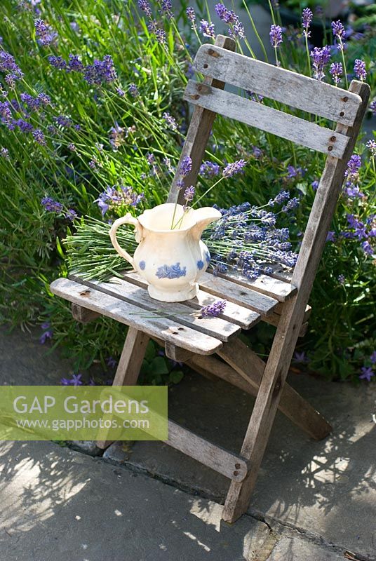 Picked Lavandula - Lavender with jug and chair