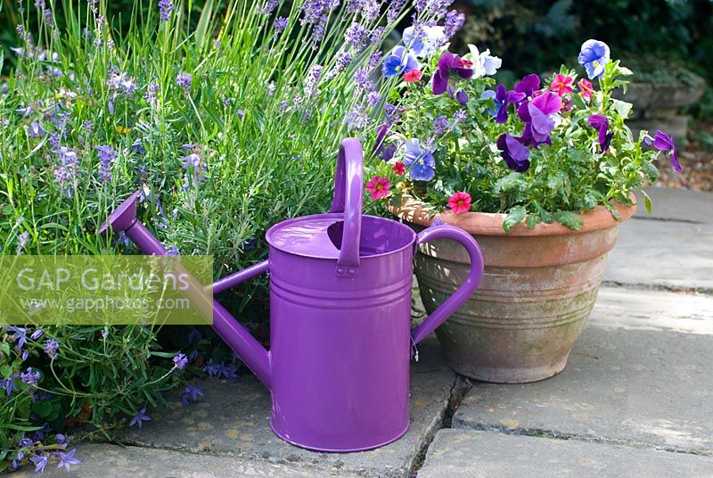 Purple Viola - Pansies with watering can and Lavandula angustifolia 'Hidcote' - Lavender