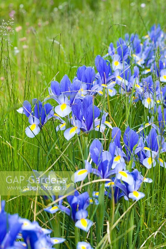 Iris 'Hildegarde' naturalised in grass - Wickets, Essex NGS
