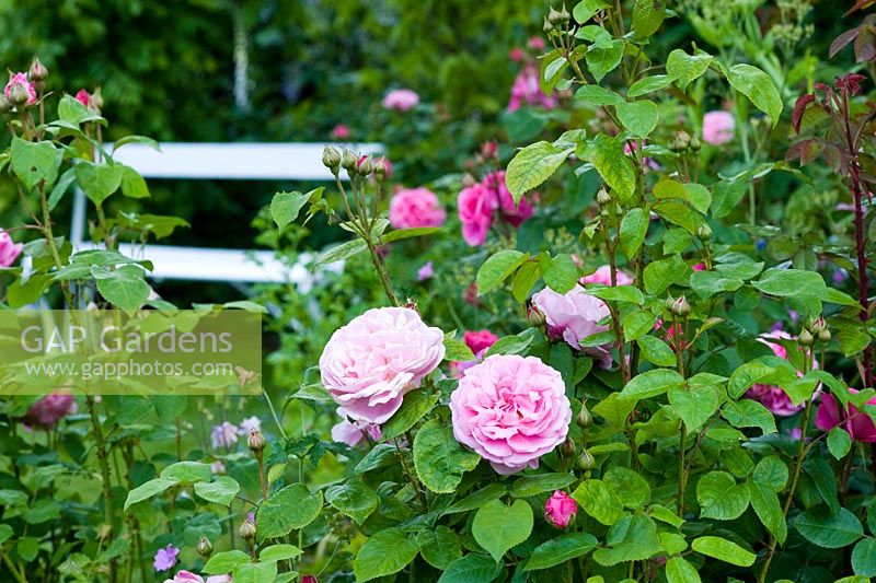 Rosa 'Gertrude Jekyll' with chair in background - Wickets, Essex NGS
