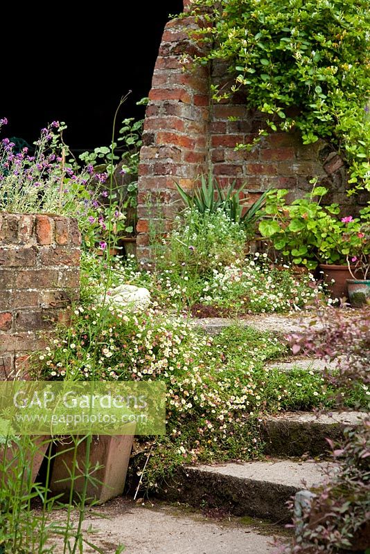 Stone steps with self seeded plants - Holbeach Hurn, Lincolnshire, UK, June 
