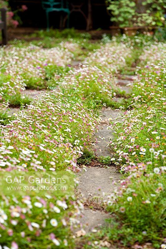 Flowers growing amongst paving slabs - Holbeach Hurn, Lincolnshire, UK, June
