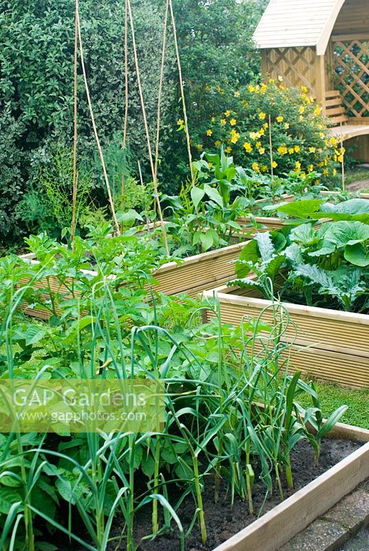 Vegetable beds with garlic, potatoes, artichokes, pumpkins and runner beans 