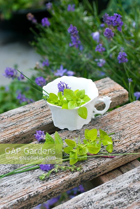 Picked herbs and lavender in old white china cup