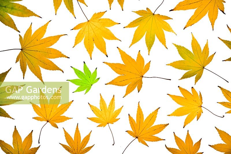 Repeat pattern of orange Acer Aureum leaves against white background with single green leaf - odd one out - one of a kind