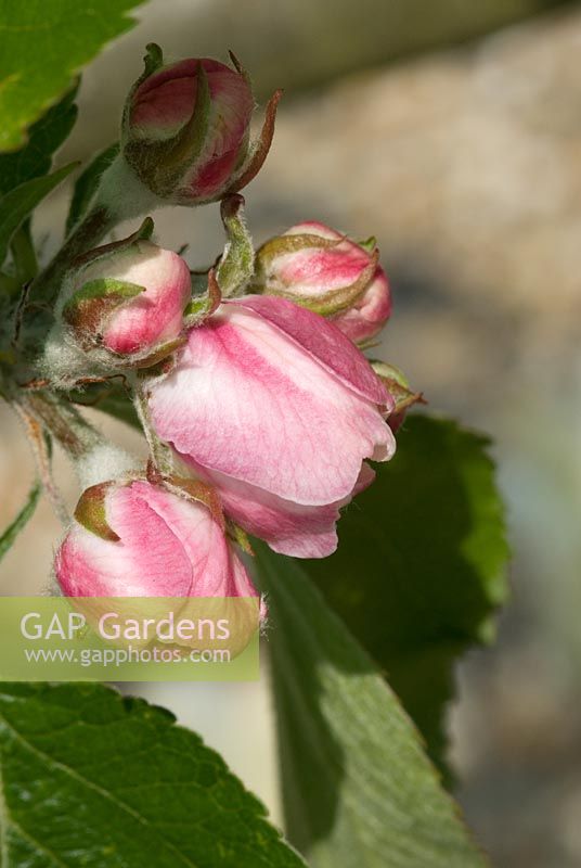 Malus - Apple 'Bramleys Seedling' in May at Old Hall, Higham.