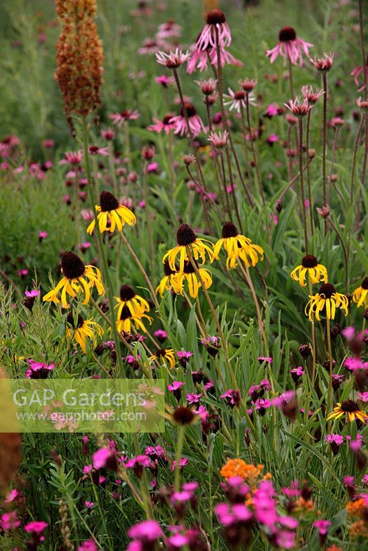Dianthus carthusianorum with Echinacea paradoxa and Echinacea pallida - Prairie meadow at RHS garden Wisley designed by Professor James Hitchmough