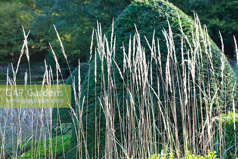 Calamagrostis x acutiflora 'Overdam' - Variegated Reed Grass, in front of topiary in the Grasses Parterre - Veddw House Garden, Monmoutshire, Wales. October 2010
