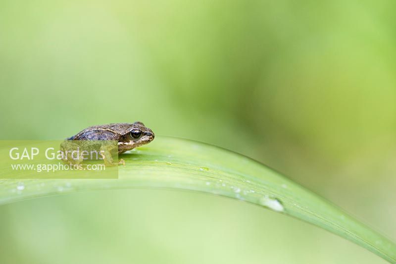 Rana Temporara - Common garden Froglet on a flag Iris leaf
